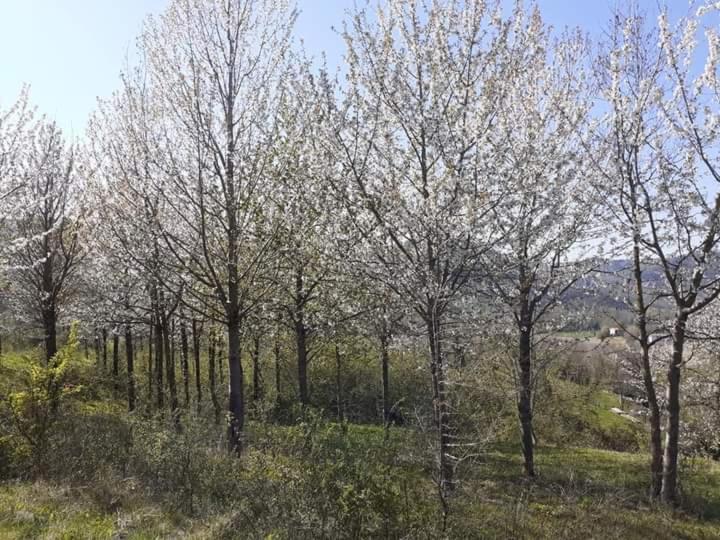 Apartmán Ai Boschi Ozzano dell'Emilia Exteriér fotografie