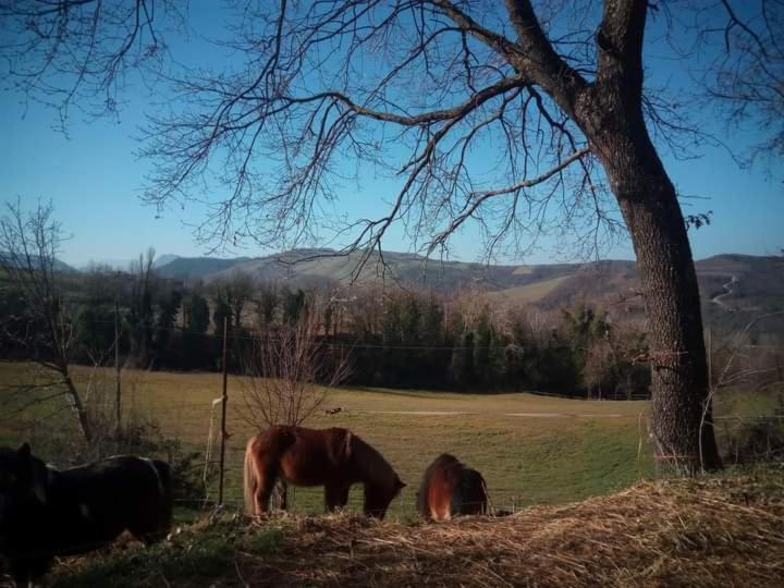 Apartmán Ai Boschi Ozzano dell'Emilia Exteriér fotografie