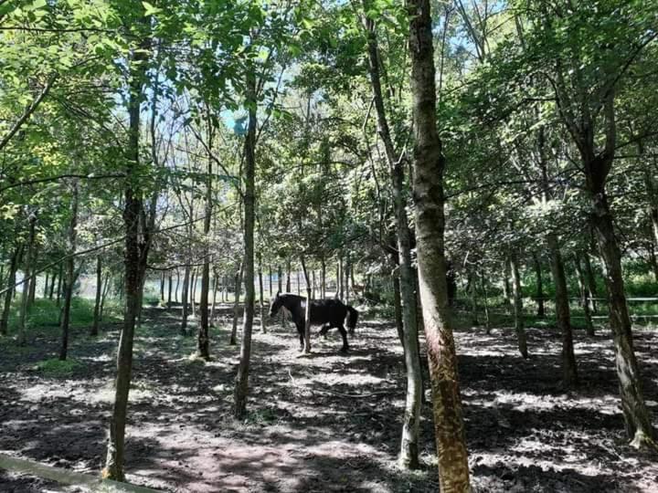 Apartmán Ai Boschi Ozzano dell'Emilia Exteriér fotografie